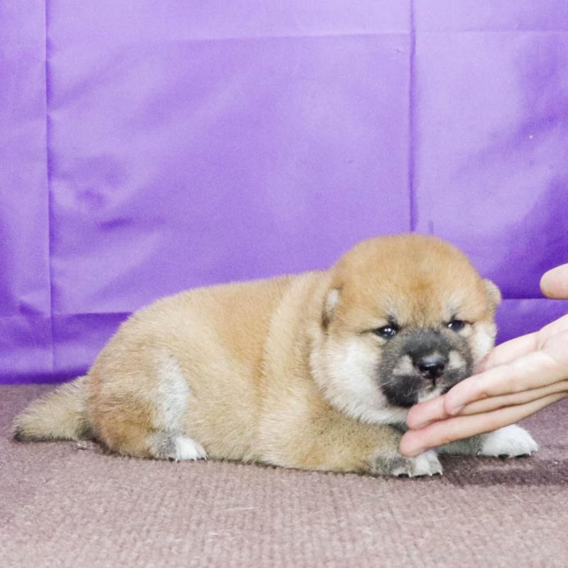 販売中の愛知県の柴犬-408675の3枚目